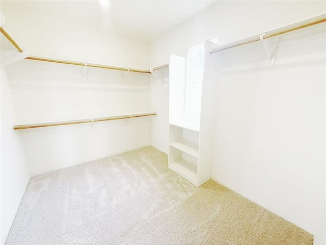 walk in closet featuring carpet floors