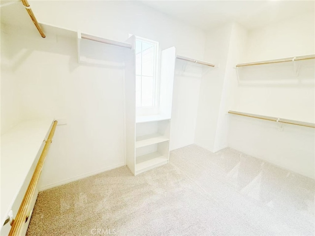 spacious closet featuring carpet