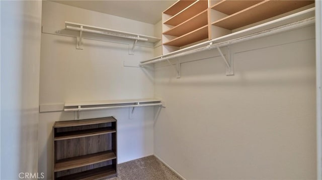 spacious closet featuring carpet floors