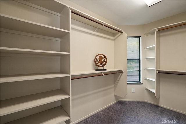 walk in closet with carpet floors