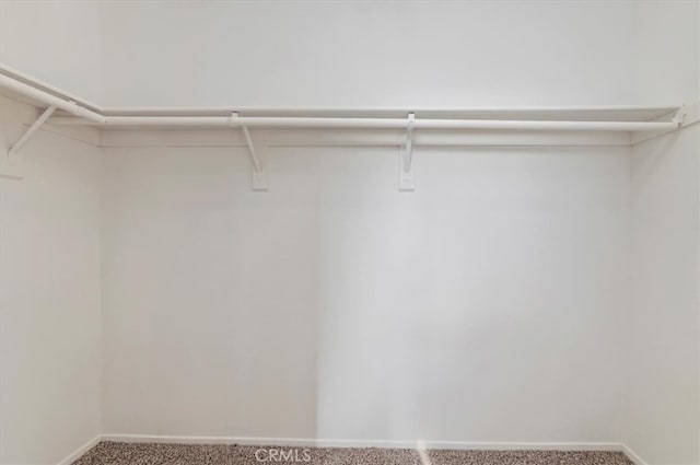 spacious closet featuring carpet