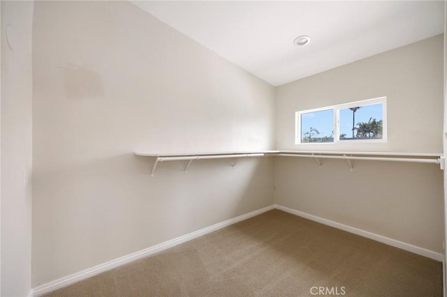 walk in closet featuring carpet