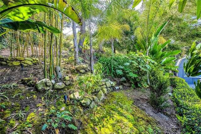 view of local wilderness
