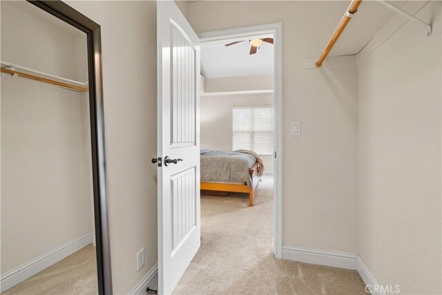 walk in closet featuring carpet floors and a ceiling fan