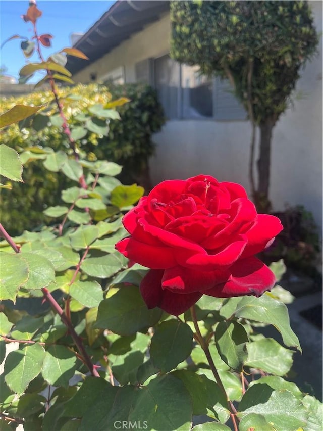 3139 E Chapman Ave Unit 14A, Orange, CA 92869 - exterior view