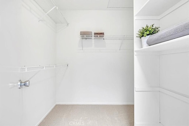 walk in closet featuring carpet flooring