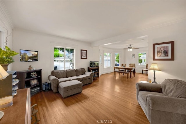 living area featuring ceiling fan, ornamental molding, and light wood finished floors