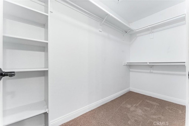 walk in closet featuring carpet flooring