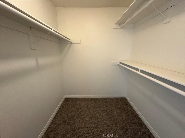 spacious closet featuring carpet floors