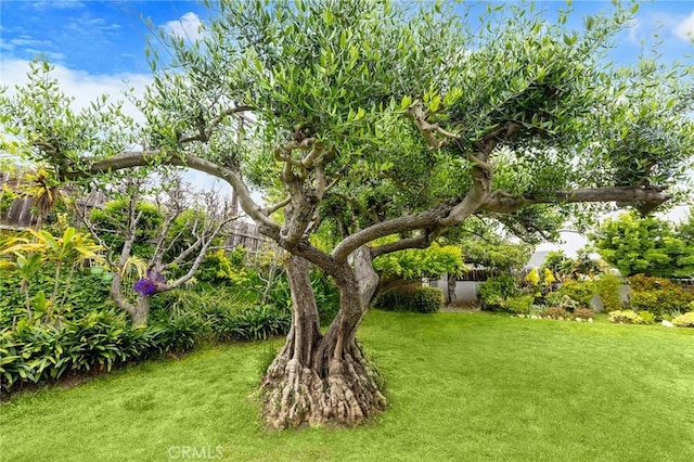 18502 Bellorita St, Rowland Heights, CA 91748 - view of yard