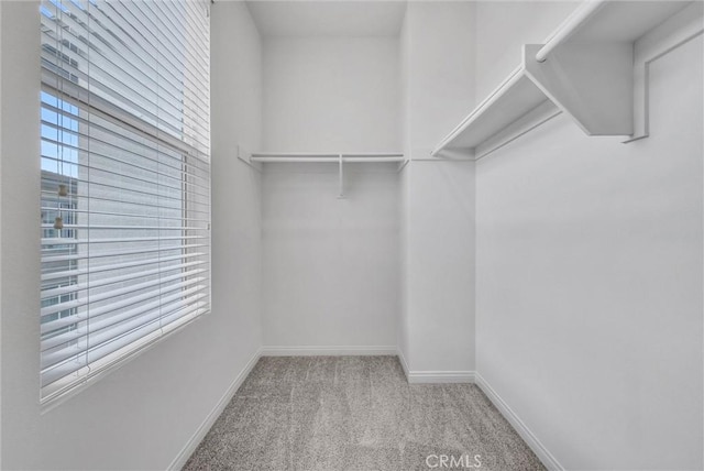 spacious closet with carpet flooring