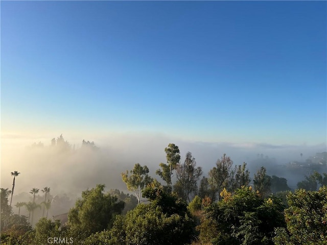 view of local wilderness