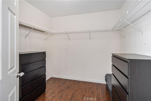 walk in closet with dark wood finished floors