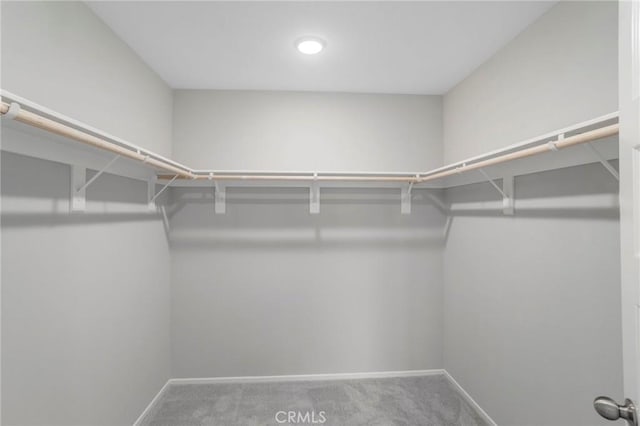 spacious closet featuring carpet floors