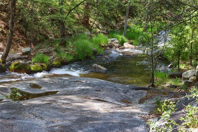 view of local wilderness