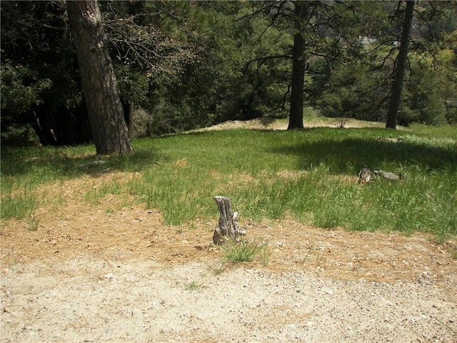 view of local wilderness