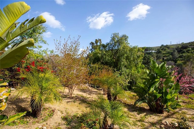 9336 Wayside Dr, Sunland, CA 91040 - view of nature