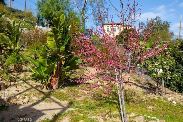 9336 Wayside Dr, Sunland, CA 91040 - view of yard