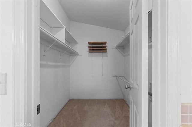 walk in closet with carpet flooring