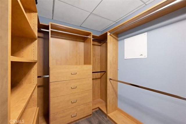 spacious closet featuring dark wood-type flooring and a paneled ceiling
