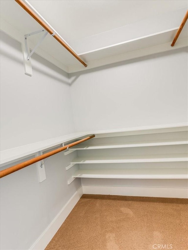 walk in closet with carpet floors