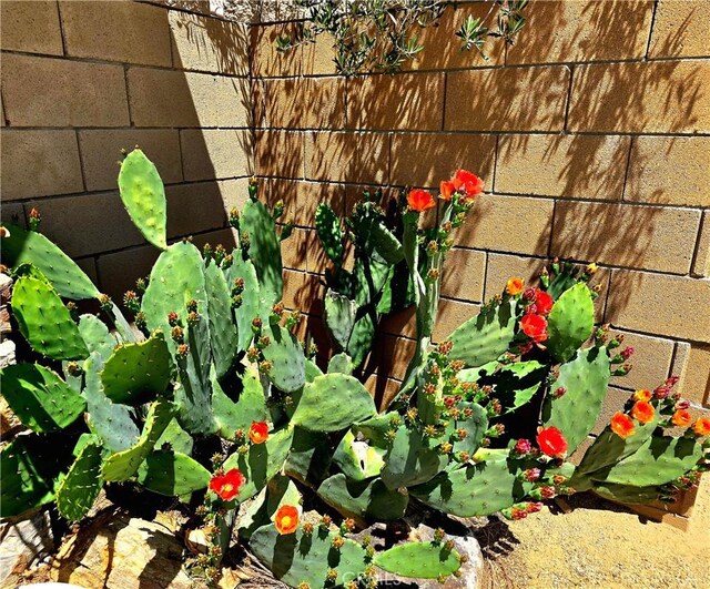 4796 Camarilla Ave, Yucca Valley, CA 92284 - exterior view of fence and a garden