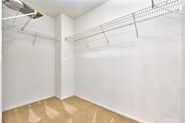 spacious closet featuring carpet flooring