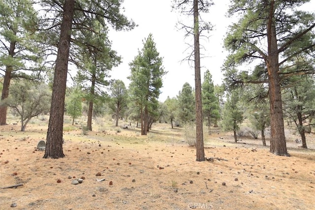 view of local wilderness