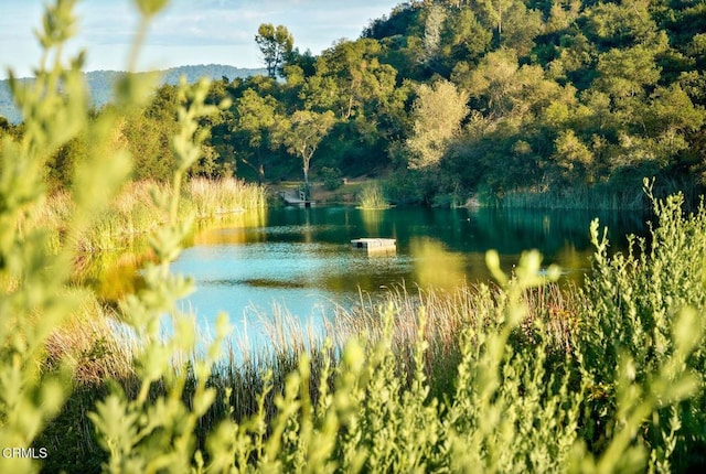 water view featuring a forest