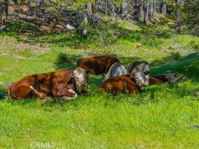 6790 Rush Creek Rd, Weaverville, CA 96052 - photo 44