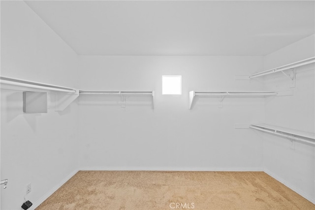 spacious closet featuring carpet flooring