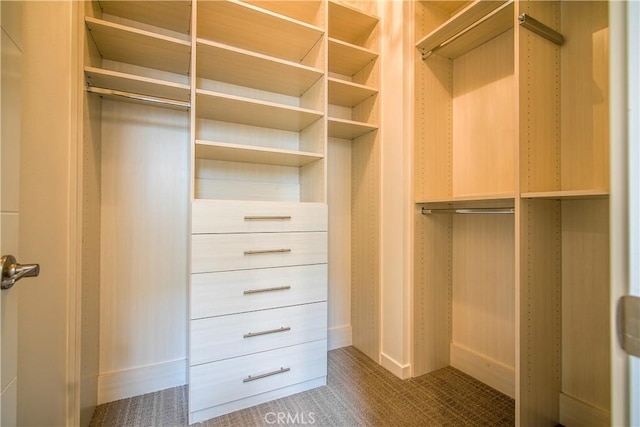spacious closet featuring carpet flooring