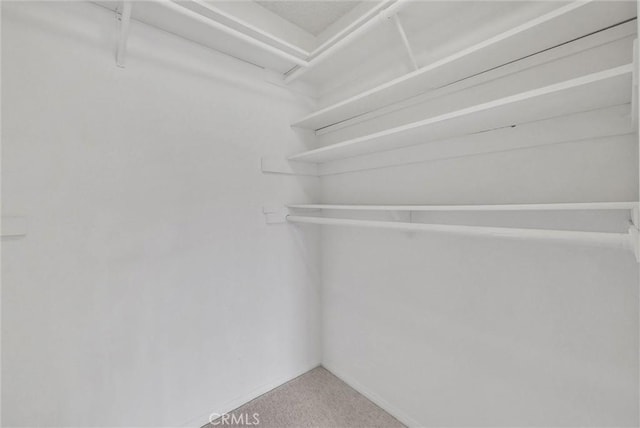 walk in closet with carpet flooring