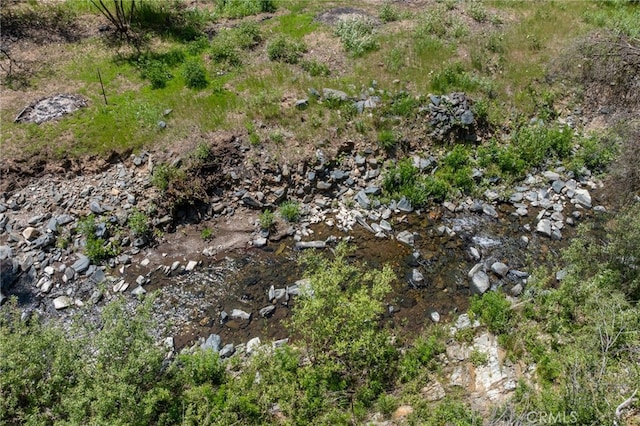 view of local wilderness