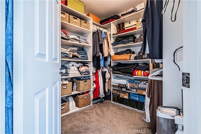 spacious closet featuring carpet floors