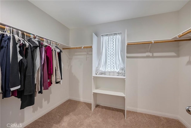 walk in closet with carpet floors