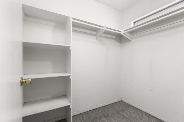 walk in closet featuring carpet flooring