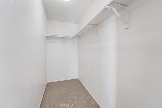 spacious closet with carpet