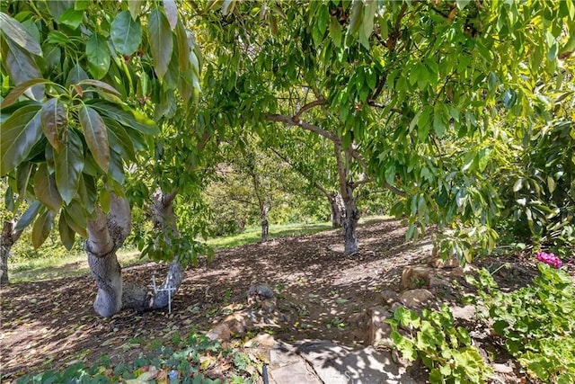 2918 Los Campos Dr, Fallbrook, CA 92028 - view of undeveloped land