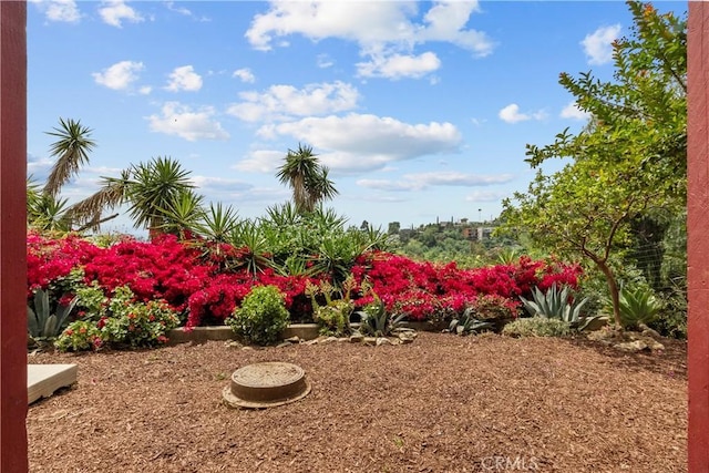 641 Sunnyhill Dr, Los Angeles, CA 90065 - view of yard