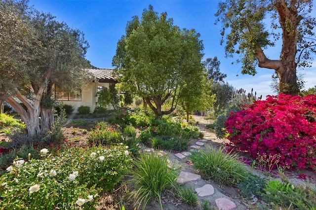 37895 Avenida Bravura, Temecula, CA 92592 - view of yard