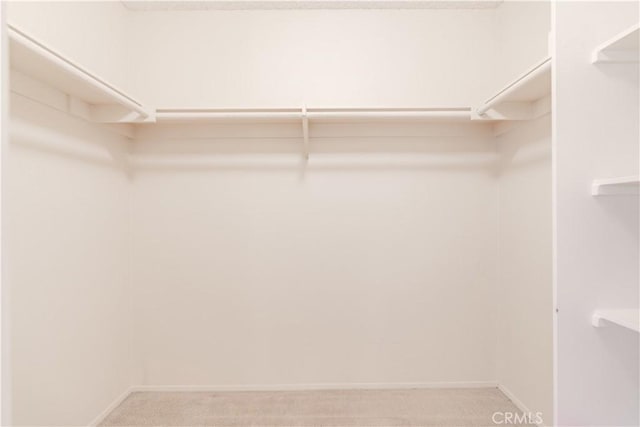 walk in closet with carpet