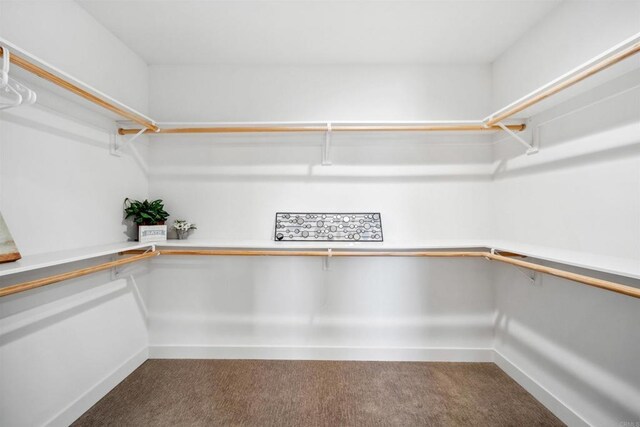 walk in closet featuring carpet floors