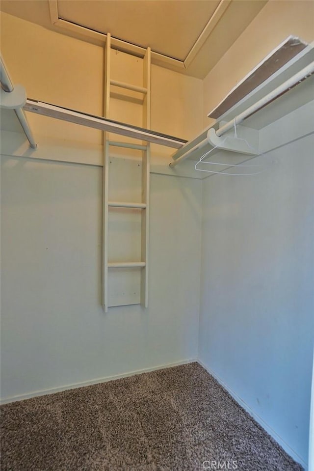 spacious closet featuring carpet