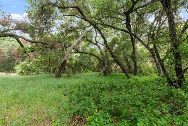 2021 Willow Glen Rd, Fallbrook, CA 92028 - view of yard