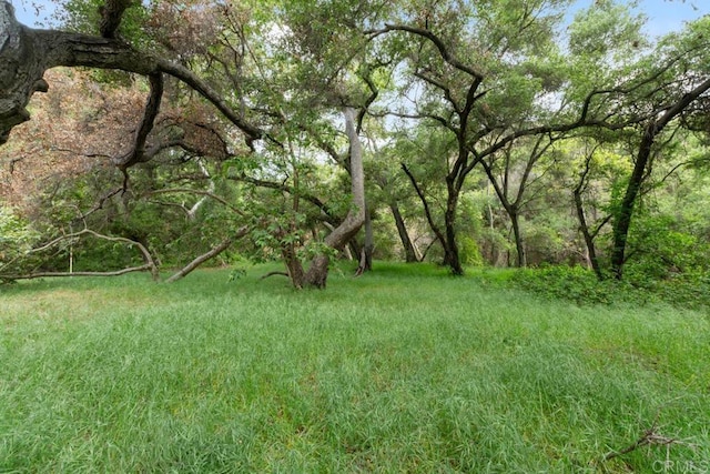 2021 Willow Glen Rd, Fallbrook, CA 92028 - view of yard