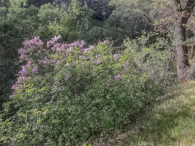 4743 Buffalo Gulch Rd, Midpines, CA 95345