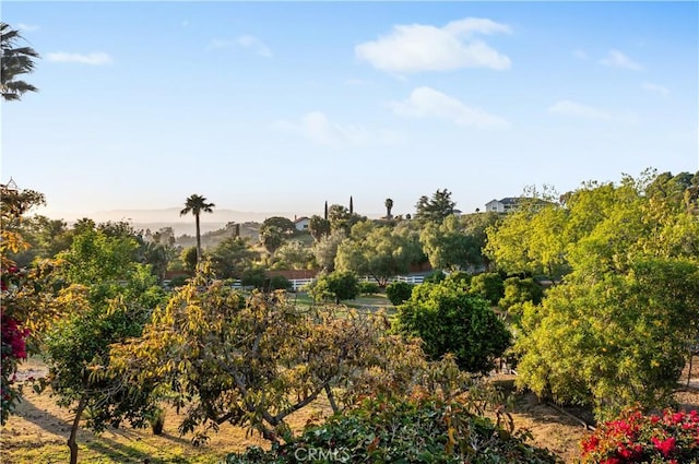 view of local wilderness