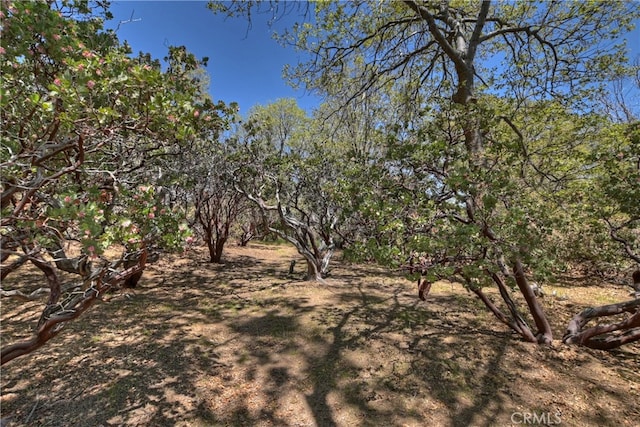 1249 Yellowstone Dr, Lake Arrowhead, CA 92352 - view of yard