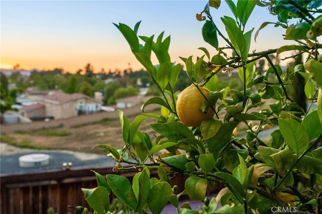 40493 Calle Katerine, Temecula, CA 92591 - view of yard at dusk